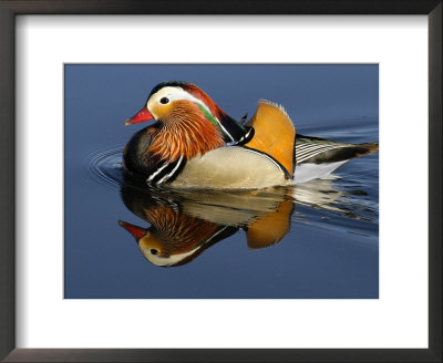 Mandarin Duck Swimming by Russell Burden Pricing Limited Edition Print image