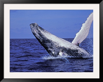Humpback Whale Breaching, Dominican Republic, Caribbean by Amos Nachoum Pricing Limited Edition Print image