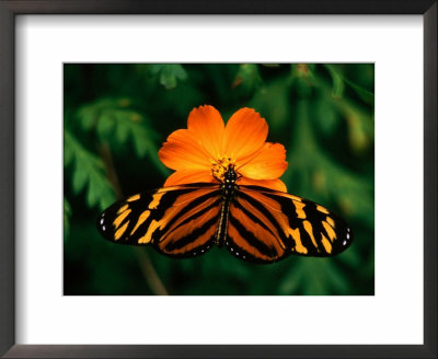 Large Tiger Butterfly (Lycorea Cleobaea) Resting On A Flower, Costa Rica by Mark Newman Pricing Limited Edition Print image
