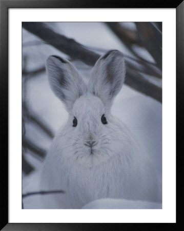 Snowshoe Hare With Big Ears by Michael S. Quinton Pricing Limited Edition Print image