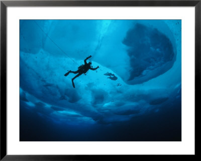 Diver Tethered Against Currents Inspects Multi-Year Ice Floe by Paul Nicklen Pricing Limited Edition Print image