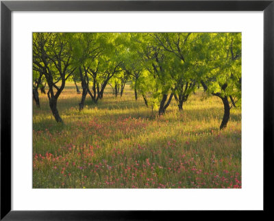 Indian Paint Brush And Young Trees, Devine Area, Texas, Usa by Darrell Gulin Pricing Limited Edition Print image