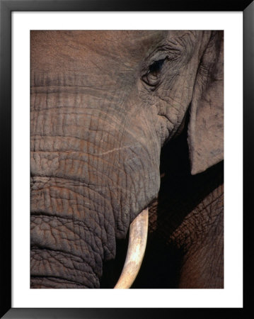 Tusk And Trunk Detail Of An Elephant In The Addo Elephant Park,Eastern Cape, South Africa by Carol Polich Pricing Limited Edition Print image