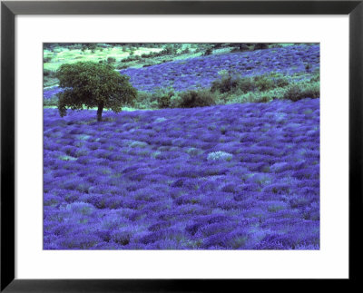 Lavender Field And Almond Tree, Provance, France by David Barnes Pricing Limited Edition Print image