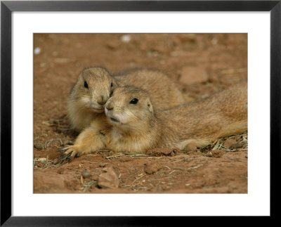 Close View Of A Pair Of Prairie Dogs by Annie Griffiths Belt Pricing Limited Edition Print image