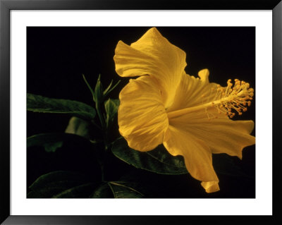 Hibiscus by Bill Whelan Pricing Limited Edition Print image