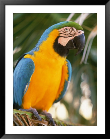 Parrot Sitting In A Tree by Martin Fox Pricing Limited Edition Print image