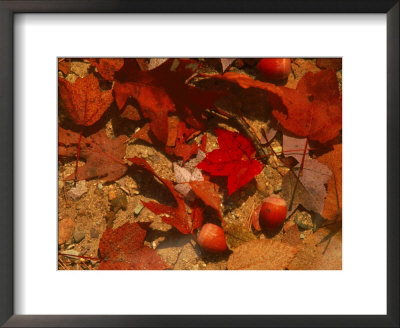 Fallen Leaves And Acorn Seeds by Steven Emery Pricing Limited Edition Print image