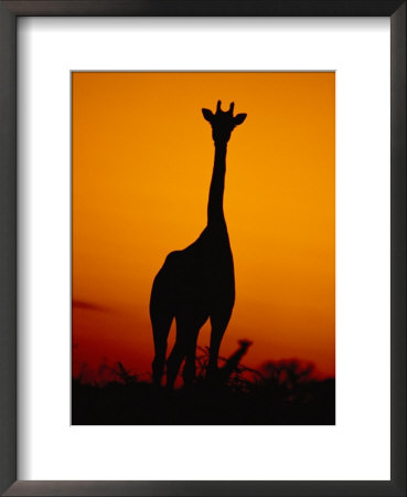 A Giraffe At Sunset In Chobe National Park by Beverly Joubert Pricing Limited Edition Print image