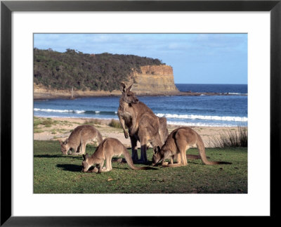 Group Of Kangaroos Grazing, Australia by Inga Spence Pricing Limited Edition Print image
