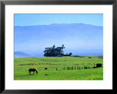 Horses Grazing Beneath The Towering Mauna Kea On Pastoral Parker Ranch At Waimea, Hawaii, Usa by Ann Cecil Pricing Limited Edition Print image