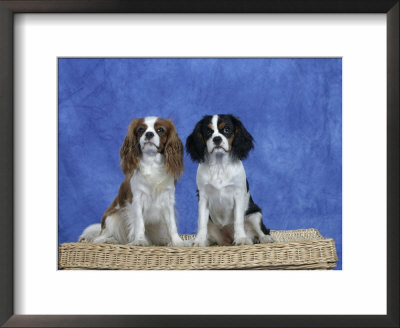 Dogs, Two Cavalier King Charles Spaniels On Basket by Petra Wegner Pricing Limited Edition Print image