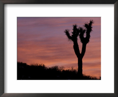 Sunset At Lee Flat With Joshua Tree, Death Valley National Park, California, Usa by Jamie & Judy Wild Pricing Limited Edition Print image