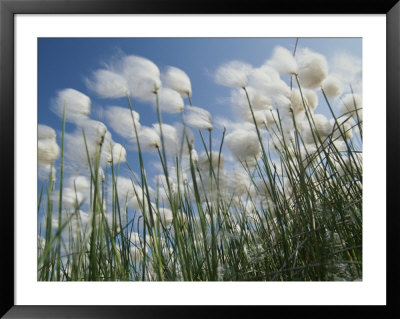 Plant Pods Blowing In The Wind, Yukon Territory by Michael Melford Pricing Limited Edition Print image
