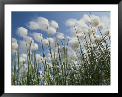 Plant Pods Blowing In The Wind, Yukon Territory by Michael Melford Pricing Limited Edition Print image