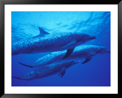 Spotted Dolphins, Bahamas, Caribbean by Michele Westmorland Pricing Limited Edition Print image