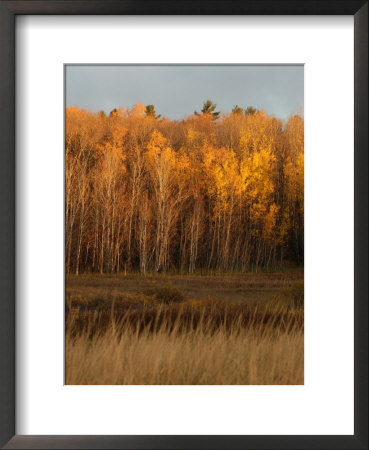 Autumn Colors At Lake Of The Woods, Ontario, Canada by Keith Levit Pricing Limited Edition Print image