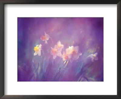 Abstract Of Daffodils, Shamper's Bluff, New Brunswick, Canada by Charles R. Needle Pricing Limited Edition Print image