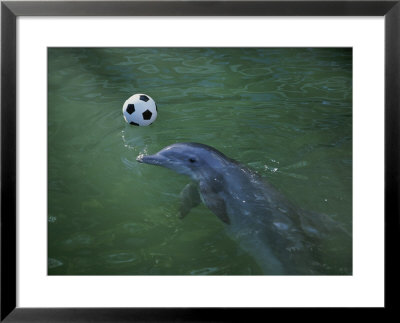 A Bottlenose Dolphin Approaches A Soccer Ball by Jodi Cobb Pricing Limited Edition Print image