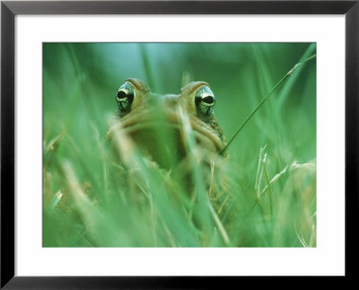 Frog In Grass, Wheaton, Md by Jeff Greenberg Pricing Limited Edition Print image
