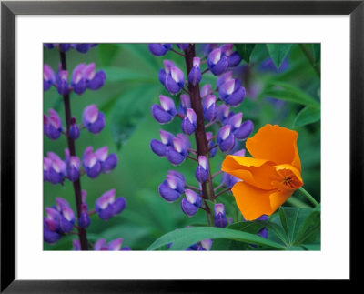 Lupine With Orange Poppy, Mt. Baker Snoqualmie National Forest, Washington, Usa by Jamie & Judy Wild Pricing Limited Edition Print image