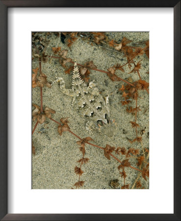 San Diego Horned Lizard (Phrynosoma Coronatum Blainvillei) by Joel Sartore Pricing Limited Edition Print image
