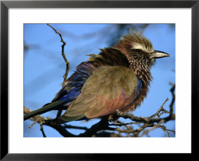 Purple Roller (Coracias Naevia), South Africa by Carol Polich Pricing Limited Edition Print image