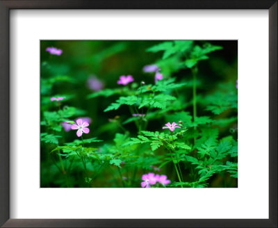 Herb Robert (Geranium Robertianum) Hedgerow, Ireland by Gareth Mccormack Pricing Limited Edition Print image