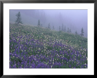 Lupine And Foggy Bistort Meadow, Mt. Rainier National Park, Washington, Usa by Jamie & Judy Wild Pricing Limited Edition Print image