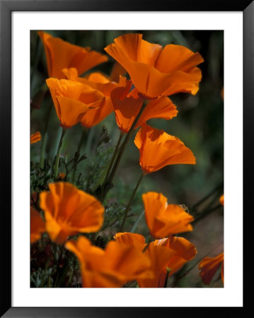 California Poppies, Antelope Valley, California, Usa by Jamie & Judy Wild Pricing Limited Edition Print image