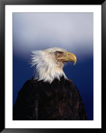 Bald Eagle (Haliaetus Leucocephalus), Usa by Mark Newman Pricing Limited Edition Print image
