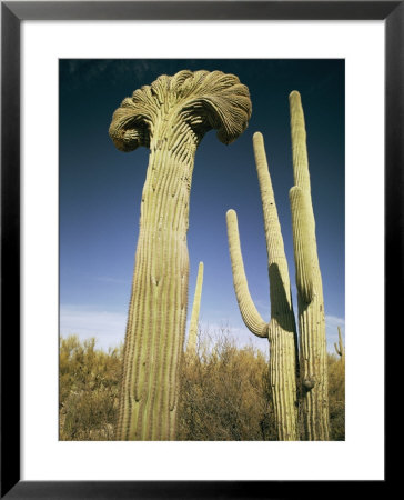 Saguaro Cacti Near Tucson by Walter Meayers Edwards Pricing Limited Edition Print image
