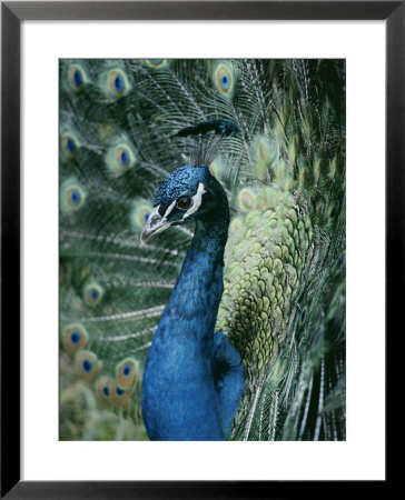Peacock With Its Tail Feathers Spread by Joseph H. Bailey Pricing Limited Edition Print image