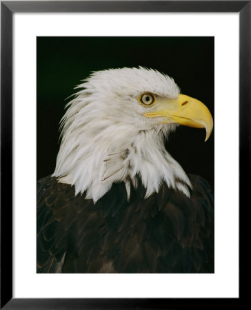 Close View Of The Head Of An American Bald Eagle by Anne Keiser Pricing Limited Edition Print image