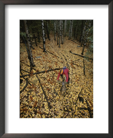Mountain Biking Through A Mount Elden Forest by John Burcham Pricing Limited Edition Print image