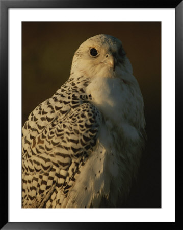 Gyrfalcon (Falco Rusticolus) In Its White Phase by Joel Sartore Pricing Limited Edition Print image
