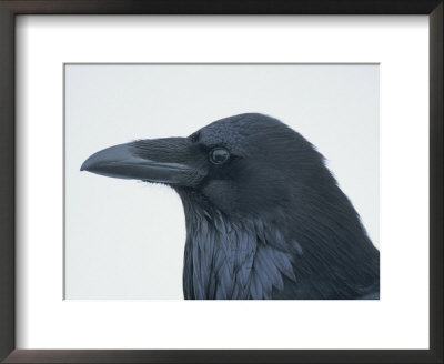 A Close View Of The Head Of A Raven, Corvus Species by Tom Murphy Pricing Limited Edition Print image