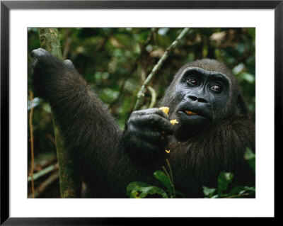 A Gorilla Eating by Michael Nichols Pricing Limited Edition Print image