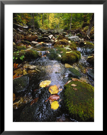 Stream In The Woods by Dan Gair Pricing Limited Edition Print image