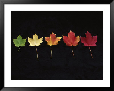 Norway Maple Leaves, Fall Color Change by Michael Siluk Pricing Limited Edition Print image