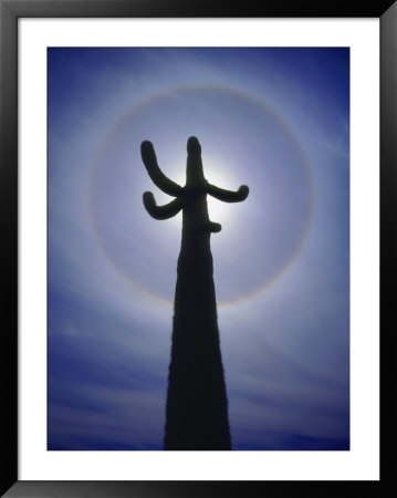 Sun's Halo Around Saguaro Cactus, Organ Pipe Cactus National Monument, Arizona, Usa by Christopher Talbot Frank Pricing Limited Edition Print image