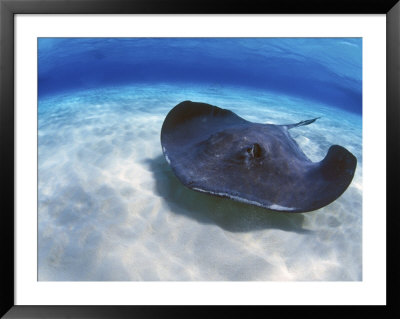 Stingray City, Grand Cayman, Cayman Islands, Caribbean by Greg Johnston Pricing Limited Edition Print image