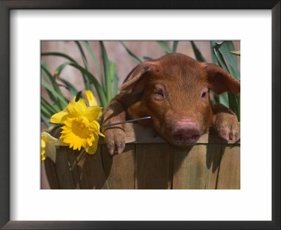 Domestic Piglet, In Bucket With Daffodils, Usa by Lynn M. Stone Pricing Limited Edition Print image