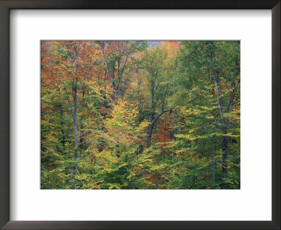 Fall In Northern Hardwood Forest, New Hampshire, Usa by Jerry & Marcy Monkman Pricing Limited Edition Print image