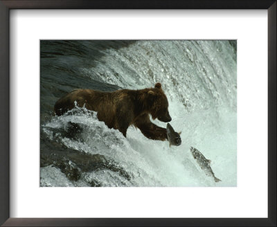 A Grizzly Bear Fishes In The Middle Of A Waterfall by Paul Nicklen Pricing Limited Edition Print image