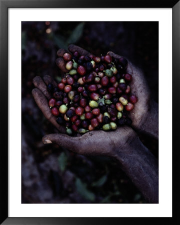 Coffee Beans by Sam Abell Pricing Limited Edition Print image