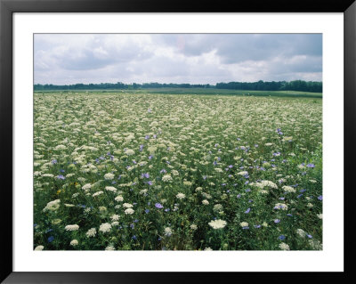 Field Of Wildflowers, Montezuma National Wildlife Refuge, New York by Skip Brown Pricing Limited Edition Print image