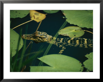 Juvenile American Alligator by Farrell Grehan Pricing Limited Edition Print image