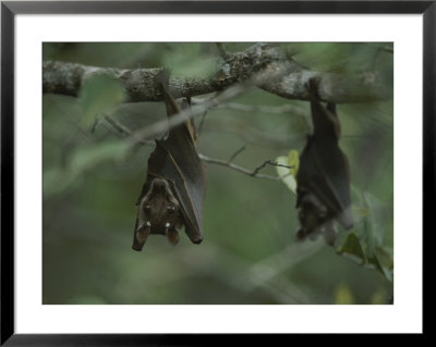 Fruit Bat Hangs Upside Down From A Tree In Loango National Park by Michael Nichols Pricing Limited Edition Print image