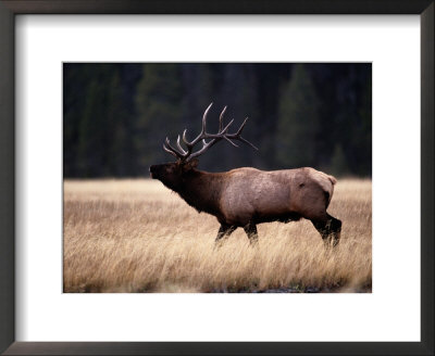 Bull Elk (Cervus Elaphus) by Raymond Gehman Pricing Limited Edition Print image